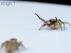 Jumping spiders are masters of miniature color vision