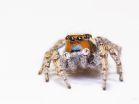 Jumping spiders are masters of miniature color vision 2