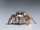 Jumping spiders are masters of miniature color vision 3