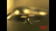 Just add water: 3-D silicon shapes fold themselves when wetted by microscopic droplets