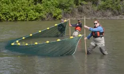 Juvenile salmon migration timing responds unpredictably to climate change