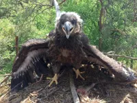 Juvenile white-tailed sea eagles stay longer in the parental territory than assumed