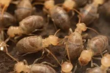 Kamikaze termites protect their colony with the help of a special enzyme. Its secrets have been uncovered by scientists from IOCB Prague 2