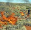 Kangaroos win when Aborigines hunt with fire