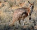 Kangaroos win when Aborigines hunt with fire 2