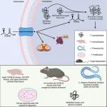 Ketone bodies: more than energy, they are powerful signaling metabolites that clean up damaged proteins