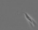 Key adjustment enables parasite shape-shifting