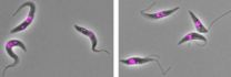 Key adjustment enables parasite shape-shifting 2