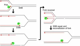 Key clues to DNA repair mechanism might lead to new cancer treatments