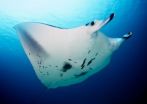 Key environmental factors influencing manta ray behavior identified