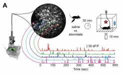 Key memory receptors are located on interneurons