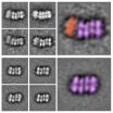 Key moment mapped in assembly of DNA-splitting molecular machine