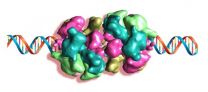 Key moment mapped in assembly of DNA-splitting molecular machine 2