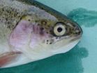 Key nutrient found to prevent cataracts in salmon