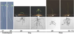 Key nutrients help plants beat the heat