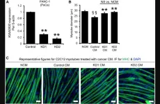 KIAA0930: A cachexic phenotype inducer in cancer cells