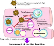 Killer smile? An oral pathogen increases heart attack damage