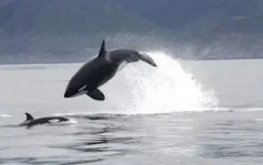 Killer whales use specialized hunting techniques to catch marine mammals in the open ocean 2