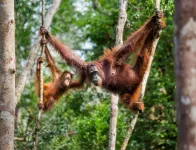 Killing remains a threat to Bornean orangutans