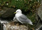 Kittiwakes' trans-Atlantic winter odyssey linked to breeding success