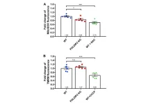 Knockout of AMD-associated gene POLDIP2 reduces mitochondrial superoxide in retinal cells