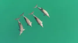 Know your ally: Cooperative male dolphins can tell whos on their team