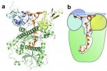 Knowing what to keep and what to trash: How an enzyme distinguishes cellular messages