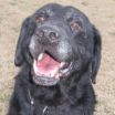 Lab Rescue of the LRCP to Hold Senior Lab Adoption Event