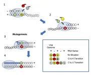 Lab reveals how an oral antiviral drug confuses the replication machinery of SARS-CoV-2