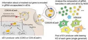 Labeling cell particles with barcodes