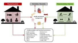 Lack of physical exercise during COVID-19 confinement may lead to a rise in mortality