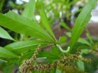 Lack of plant diversity spurs cankerworm damage in cities