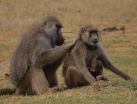 Lady baboons with guy pals live longer