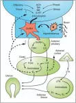 Landmark review maps complex interactions between sex hormones and neurological health