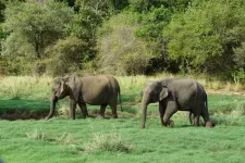 Large animals travel more slowly because they can’t keep cool