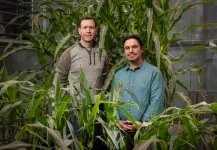 Large differences in water-seeking ability found in U.S. corn varieties