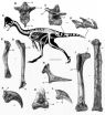 Large feathered dinosaur species discovered in North America 2