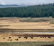 Large herbivores have lived in Yellowstone National Park for more than 2,000 years