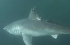 Large sharks may be hunting each other – and scientists know because of a swallowed tracking tag 3