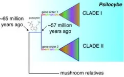 Largest diversity study of ‘magic mushrooms’ investigates the evolution of psychoactive psilocybin production 2