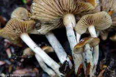 Largest diversity study of ‘magic mushrooms’ investigates the evolution of psychoactive psilocybin production 3