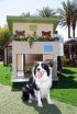 Las Vegas Home Builders Including Pardee Homes, KB Home and Pulte Homes, Going to the Dogs to Help Homeless People and Homeless Pets in One-of-a-Kind Fundraiser Called Project Playhouse: Pet Edition 2