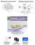 Laser-based artificial neuron mimics nerve cell functions at lightning speed 2