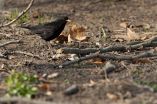 Later supper for blackbirds in the city 2