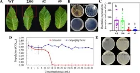 Lavenders secret: genetic regulator boosts plant health and fragrance output