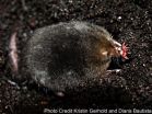 Leading by the nose: Star-nosed mole reveals how mammals perceive touch, pain