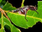 Leaf chewing links insect diversity in modern and ancient forests