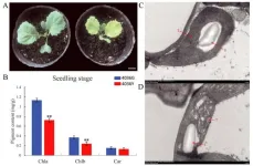 Leaf color mysteries unveiled: the role of BoYgl-2 in cabbage