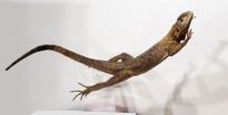 Leaping lizards and dinosaurs inspire robot design