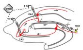 Learning requires rhythmical activity of neurons